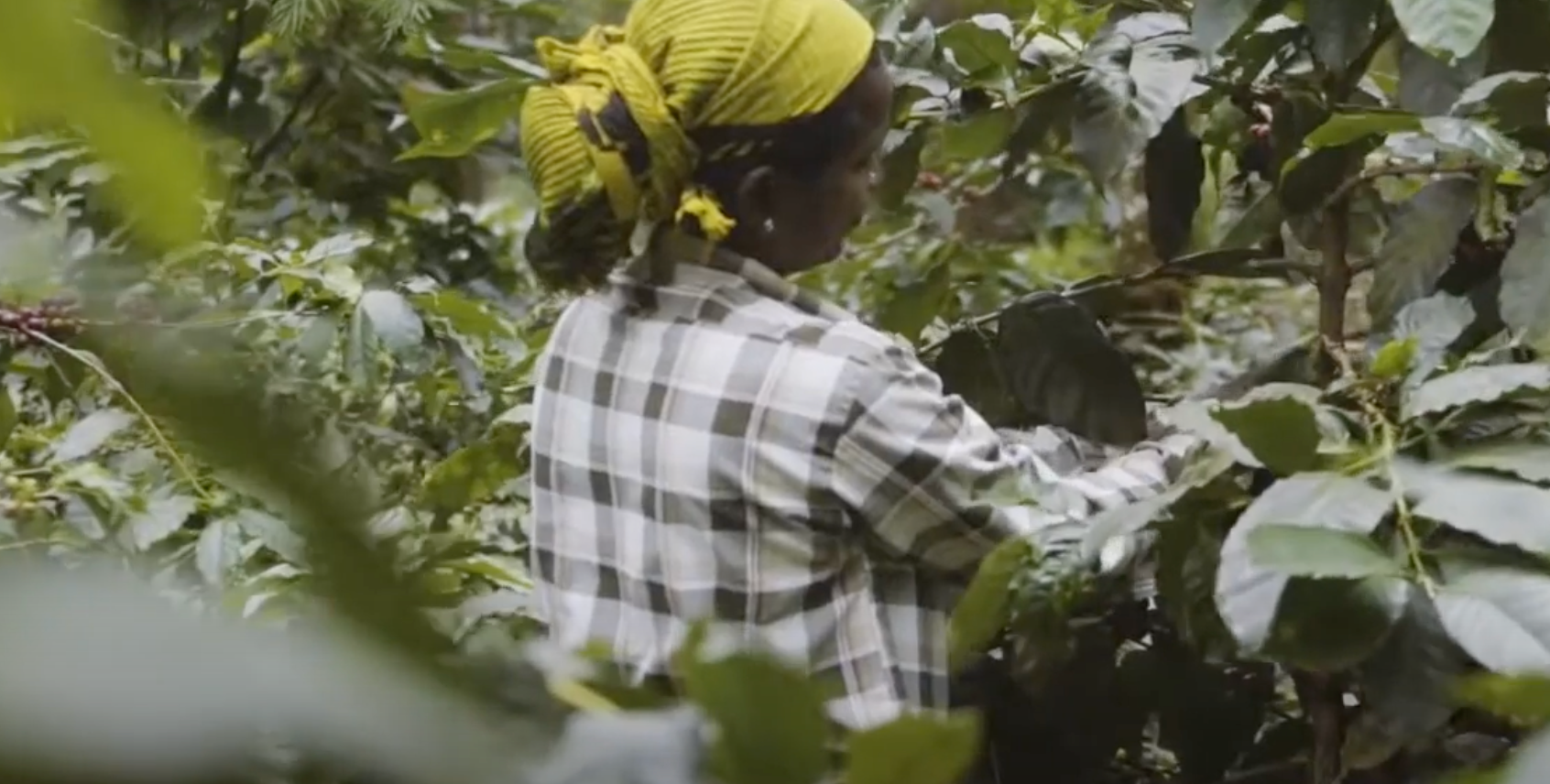 Load video: Good coffee growing practices by AFS